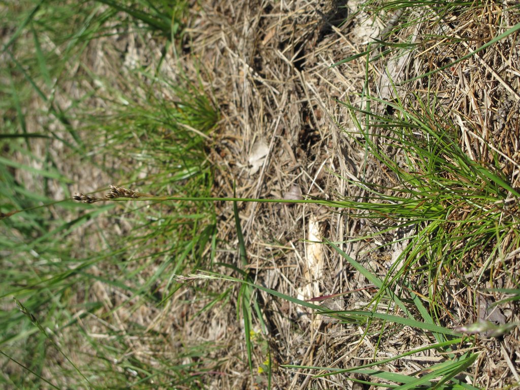 Juncus squarrosus